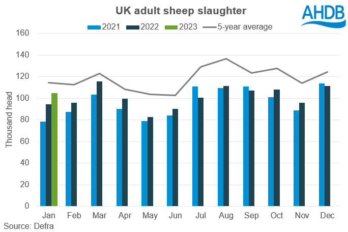 Graph showing adult sheep slaughter up YOY